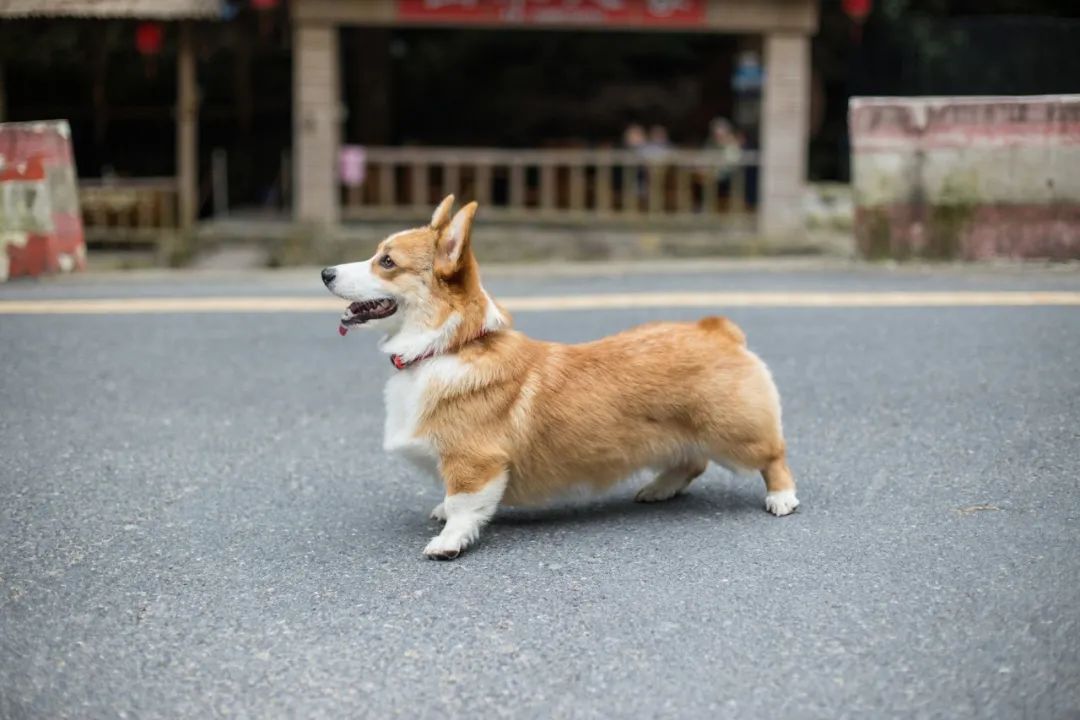 再见，我的老伴侣