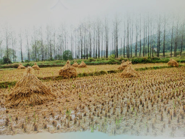 肥土不废，沃土“搬场”