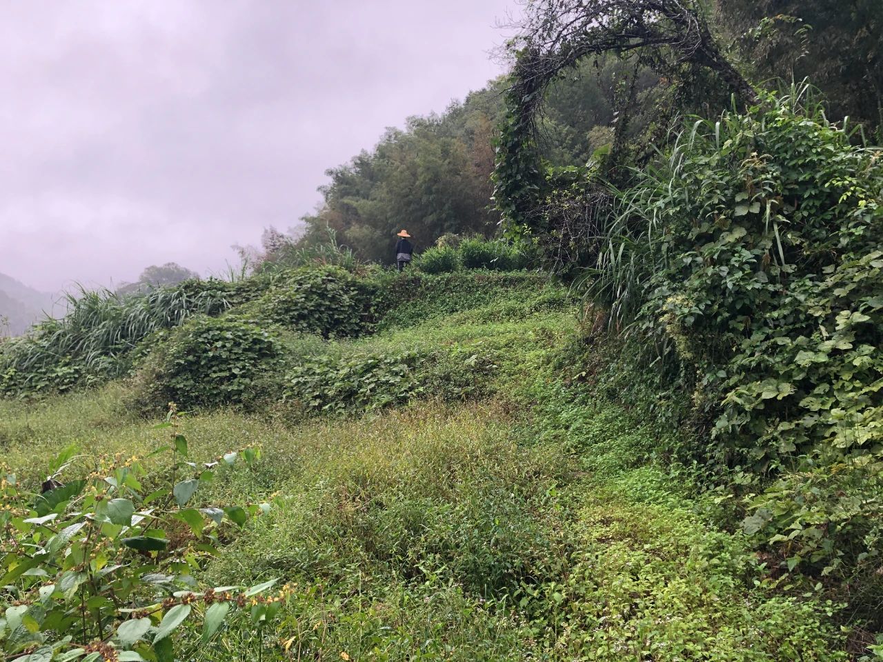 j9国际集团规划 | 我司地皮整治项目二次荣登央视，荒地变良田，智绘好丰景